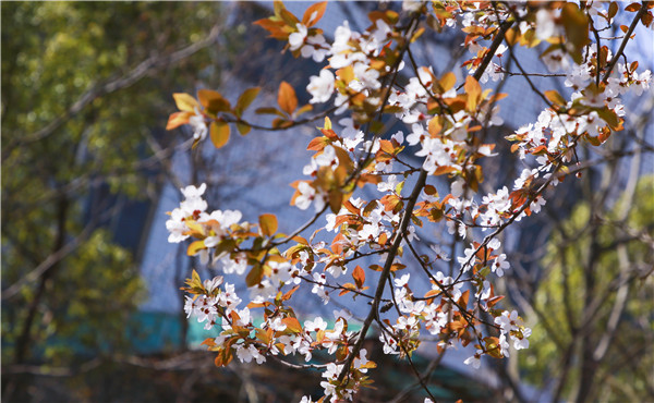 春暖花開，等你歸來——邀你云賞南新春景，以慰思念