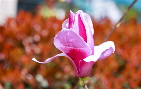 春暖花開，等你歸來——邀你云賞南新春景，以慰思念