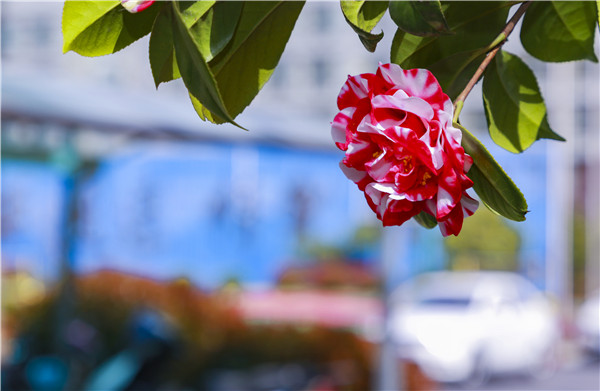 春暖花開，等你歸來——邀你云賞南新春景，以慰思念