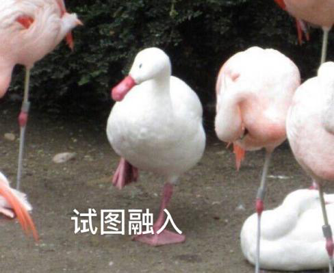 新華互聯(lián)網(wǎng)科技正式入駐Bilibili！會摩擦出什么樣火花呢？